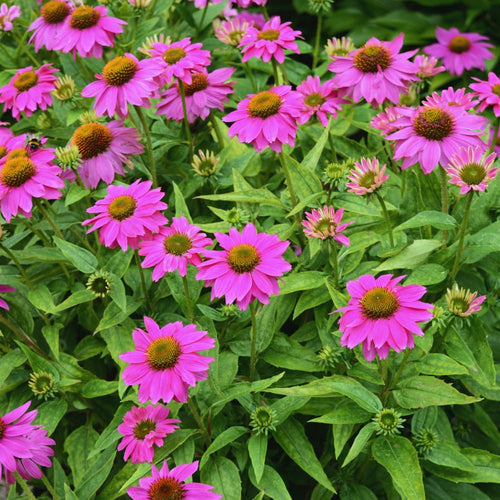 4 Purple Echinacea Plants Live Roots, 4 to 6 Inc Tall, Purple Coneflower Live Plant Flowering Gardening