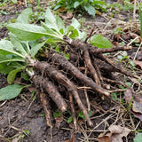 10 Comfrey Roots, Bocking 14 Live Roots Cuttings, Perennial Herb Plants for Garden, Fast Growing, High Yield Comfrey Cutting