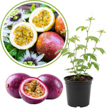 Purple Passion Fruit Plant Live, 10-12 Inches Tall in 4 Inch Pot, Passiflora Tropical Vine for Outdoor Growing, Passionfruit Seedling