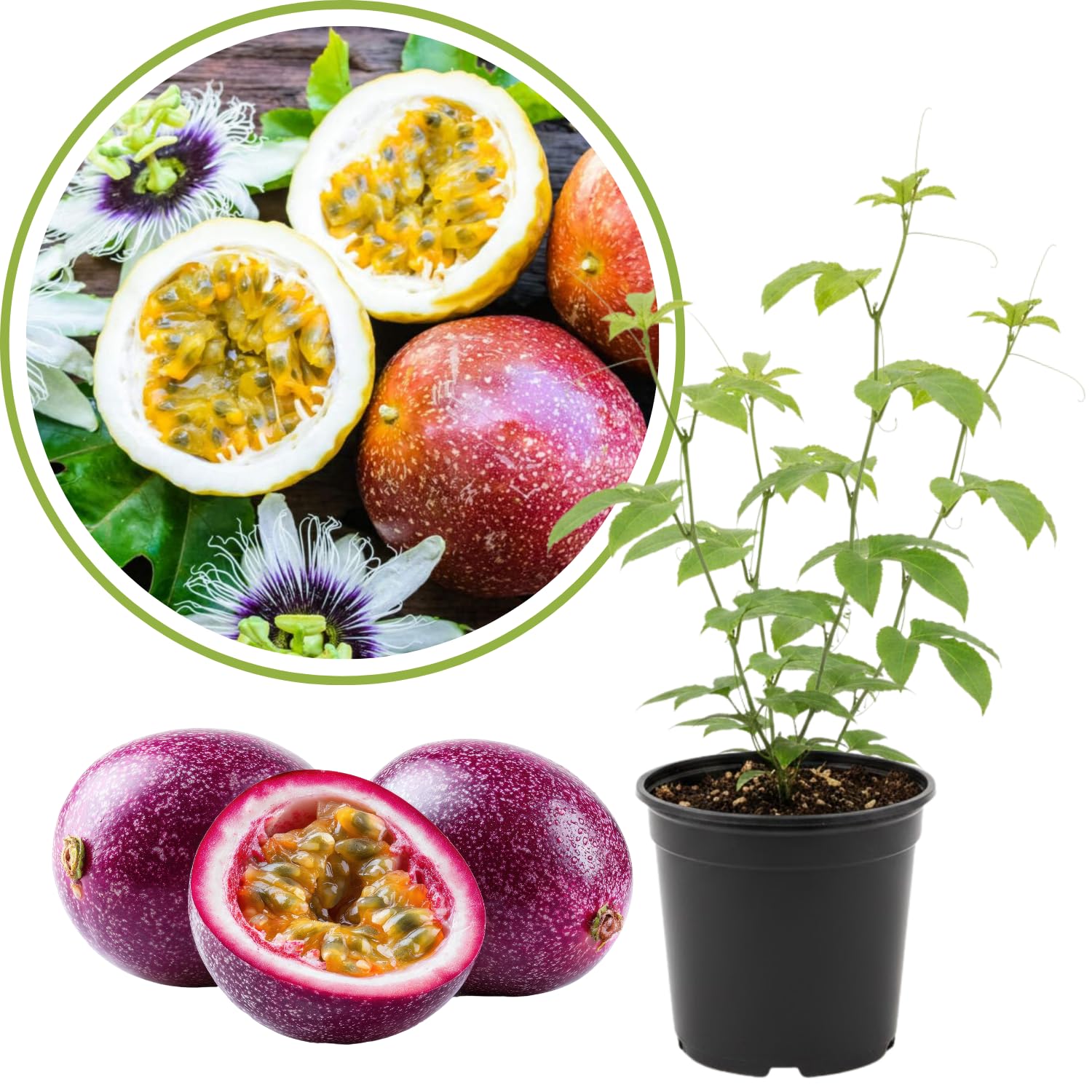 Purple Passion Fruit Plant Live, 10-12 Inches Tall in 4 Inch Pot, Passiflora Tropical Vine for Outdoor Growing, Passionfruit Seedling