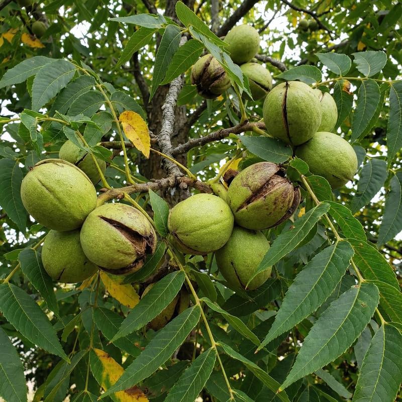 Set 2 Black Walnut Tree Bare Root 12-16'' Tall, Nut Tree Seedling for Yard and Garden Planting