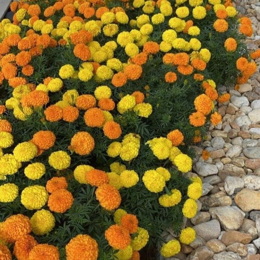 Set 3 African Marigold Live Plant,4-6" Tall, Mix Color Marigolds Flower Plant Live for Outdoor Spaces and Container Gardens, No Pot