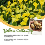 3 Yellow Calla Lily Bulbs for Outdoor Planting, Calla Lily Bulbs for Planting, Ornamental Flower Bulbs for Growing