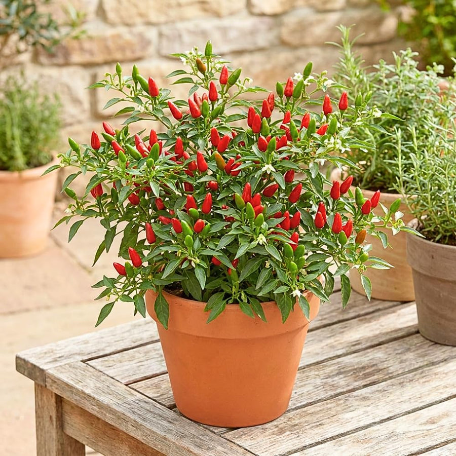 150 Pequin Pepper Seeds for Planting, Chili Pequin Pepper Plant, Hot Peppers Seed, Heirloom Seeds Vegetable for Indoor Outdoor Garden