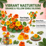 Live Nasturtium Plants in 4'' Pot, Hardy Nasturtium Vine Plant for Outdoor Planting, 4-6 Inc Tall, Edible Leaves, 2 Plants per Pot