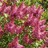 Pink Lilac Bush Live Tree Plant, 1 Year Old Tree for Planting, 6 to 12 Inches in Tall, Hardy Shrub, Dormant in Winter
