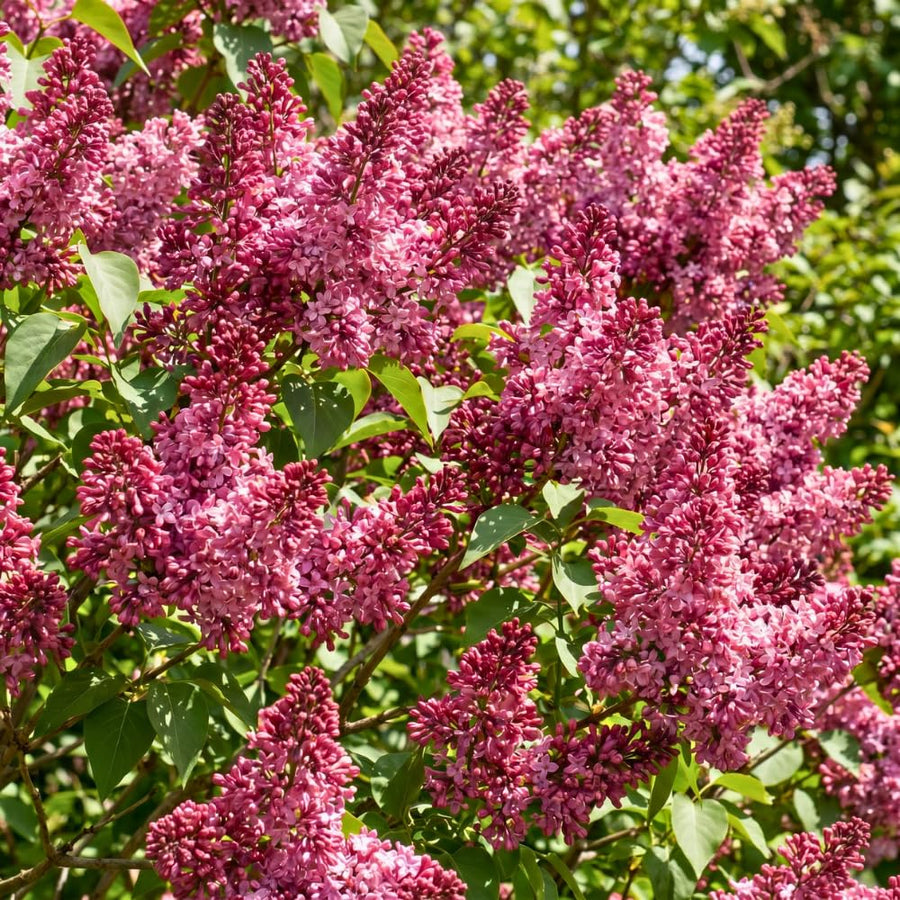 Pink Lilac Bush Live Tree Plant, 1 Year Old Tree for Planting, 6 to 12 Inches in Tall, Hardy Shrub, Dormant in Winter