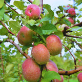 Honeycrisp Apple Plant Live, 2 to 3 Feet Tall, Sweet Apple Fruit Tree Plant for Garden, Live Apple Tree, Apple Tree Live Plant
