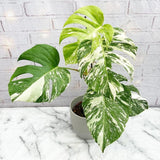 2 Rare Philodendron Live Plants Varieties Collection, Philodendrons Plants Size 5-9 Inc for Indoor Houseplant Décor, Ornamental Tropical Well-Rooted (Monstera Thai Constellation - Very Rare)