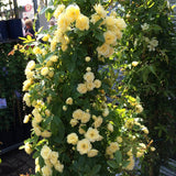 03 Yellow Rose Bush Climbing Live Plant, 5-10 Inches in Tall Fragrant Yellow Rose for Garden