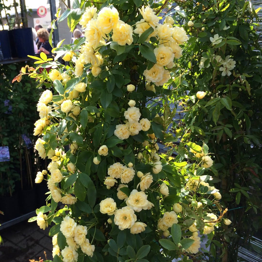 03 Yellow Rose Bush Climbing Live Plant, 5-10 Inches in Tall Fragrant Yellow Rose for Garden
