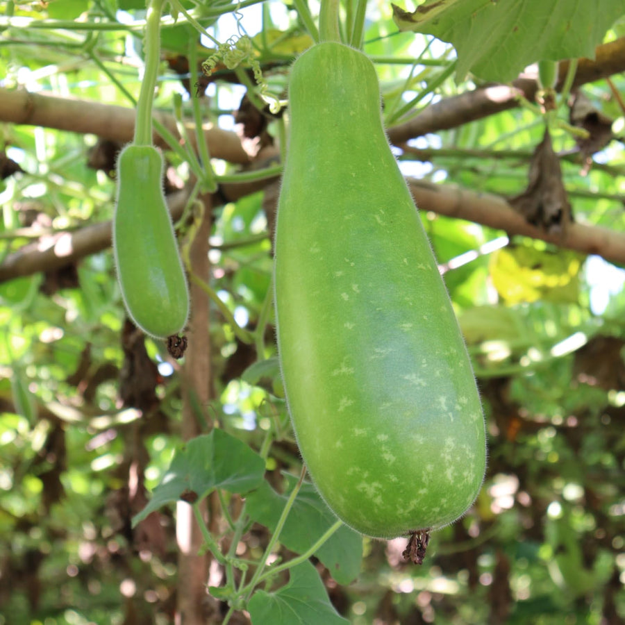 50 Bottle Gourd Seeds for Planting, Vegetable Seeds for Garden, Climbing Gourd Plant for Trellis, Outdoor Garden or Backyard Growing