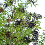 Elderberry Plants Live for Planting, Black Elderberry Tree in 1 Gallon Pot, 2-3 Feet Tall, Edible Fruit for Outdoor Garden