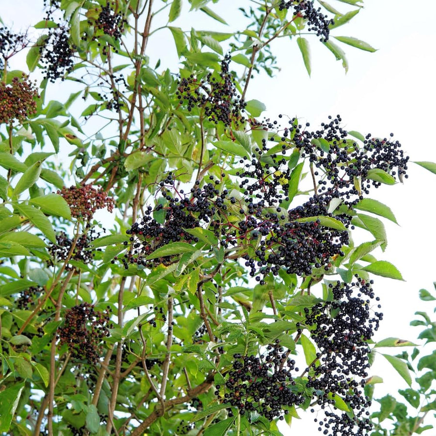 Elderberry Plants Live for Planting, Black Elderberry Tree in 1 Gallon Pot, 2-3 Feet Tall, Edible Fruit for Outdoor Garden