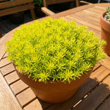 Sedum Live Plant in 4 Inches Pot, Sedum Succulents Plants Live, Vibrant Foliage, Indoor Outdoor Houseplant