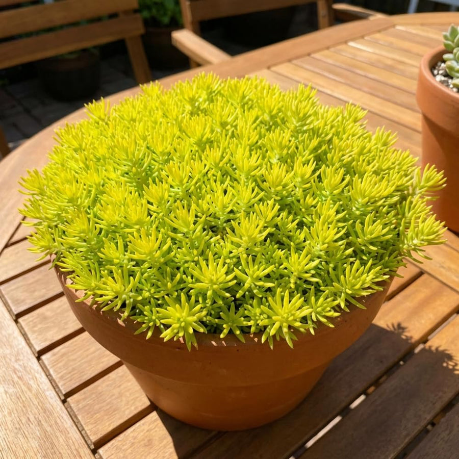 Sedum Live Plant in 4 Inches Pot, Sedum Succulents Plants Live, Vibrant Foliage, Indoor Outdoor Houseplant