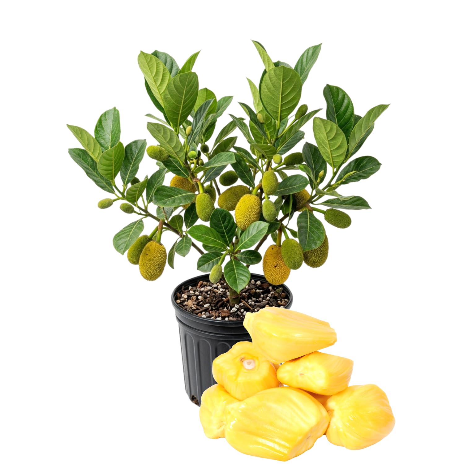 Jackfruit Tree Live Plant, Sweet Tropical Fruit 8-10 Inches Tall, 4 Inc Pot, Sweet Jackfruit Plant for Grow Outdoor