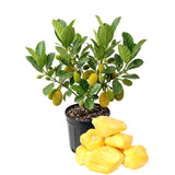 Yellow Jackfruit Live Plant, Sweet Jackfruit Tropical Fruit Trees in Pot, 8-10'' Tall, Hardy Perennial Jackfruit for Outdoor Garden