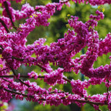 Eastern Redbud Tree Live Plant Bare Root, Red Bud Tree Plant for Gardening, 1-2 Years Old, 28 Inches Tall