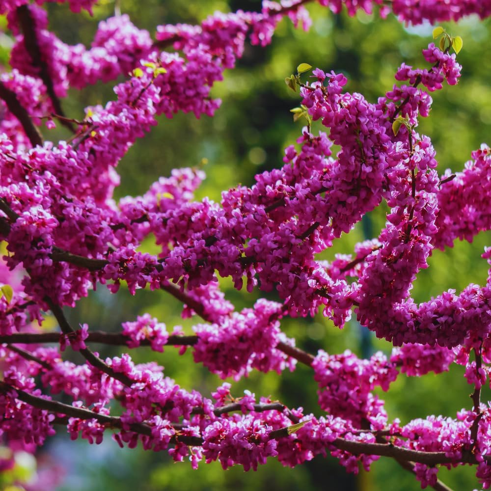 Eastern Redbud Tree Live Plant Bare Root, Red Bud Tree Plant for Gardening, 1-2 Years Old, 28 Inches Tall