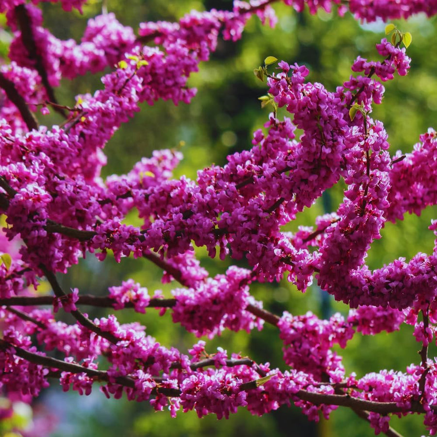 Eastern Redbud Tree Live Plant Bare Root, Red Bud Tree Plant for Gardening, 1-2 Years Old, 28 Inches Tall