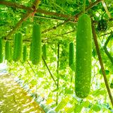 Set 25 Bottle Gourd Seeds for Planting, Green Vegetable Seed for Edible Garden, Long Melon Climbing Vine
