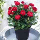 TANKDA Mini Rose Bush, Miniature Rose Flowers in 3'' Pot, Compact Flowering Rose for Indoor Outdoor Gardens and Containers (Red Roses)