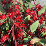 Roselle Hibiscus Plant Live, 8-12 Inc Tall, Sabdariffa Sorrel Jamaica Hibiscus Tree Live Plant in 4" Pot, No CA