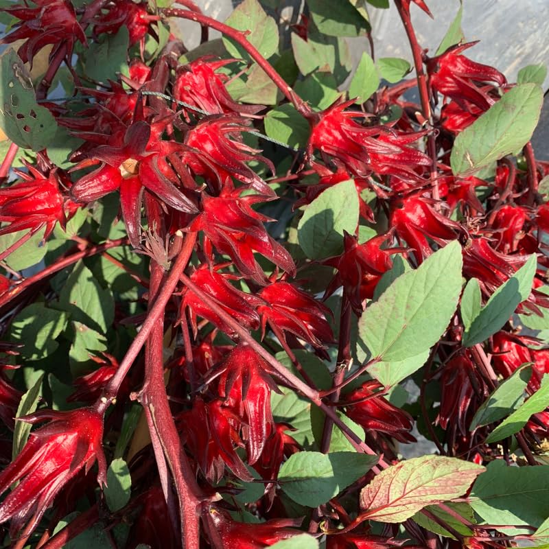 Roselle Hibiscus Plant Live, 8-12 Inc Tall, Sabdariffa Sorrel Jamaica Hibiscus Tree Live Plant in 4" Pot, No CA