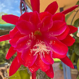 Epiphyllum Orchid Cactus Live Plant, 2 Plants Per Pot, Blooming Orchid Cactus for Indoor or Outdoor Growing (Red Epiphyllum)