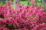 Pink Weigela Plant Pot, 6 to 9 Inc Tall, Weigela Live Plant, 4 Inc Pot, Live Weigela Plant for Garden