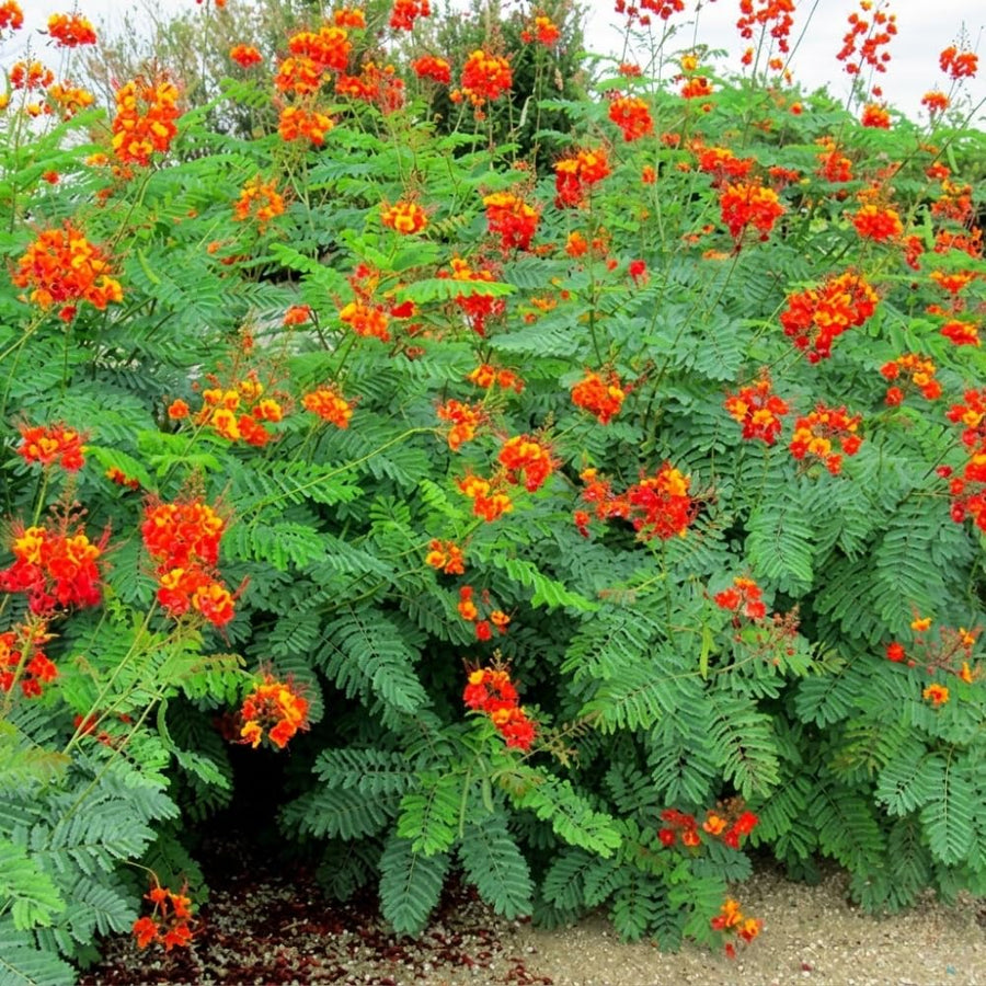 Red Mexican Bird of Paradise Plant Live, 5-6'' Tall, Red Pride of Barbados Tree, Bird of Paradise for Outdoor Planting, Well-Rooted