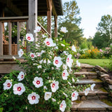 Red White Rose of Sharon Plants Live, Rose of Sharon Tree Live Plant in Quart Pot, 12-18 Inc Tall, Hardy Althea Flowers for Indoor Outdoor Planting
