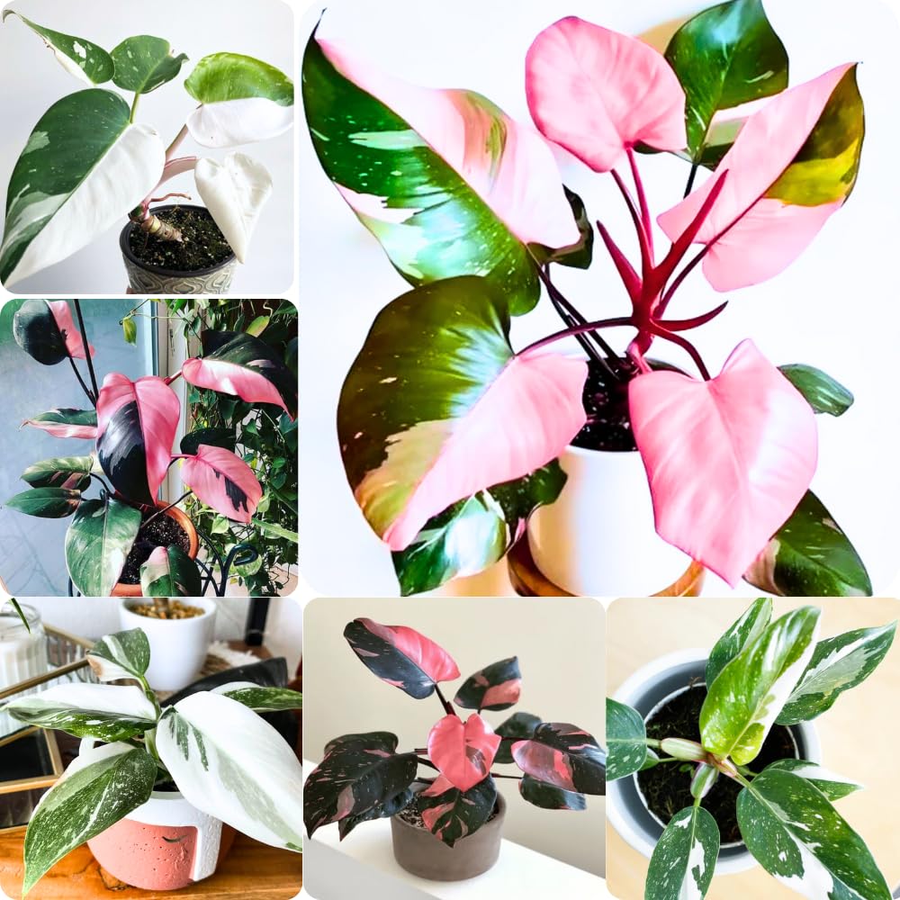 Princess Philodendron Plant, Rare Tropical Variegated Live Indoor Houseplant, 5-8" Tall, No Pot (Mixed Princess Philodendron Plants)