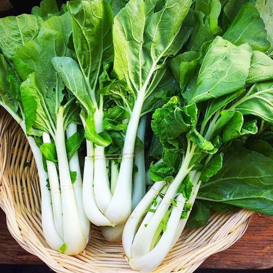 500+ White Pak Choi Seeds, Bok Choy Vegetable Seeds, Leafy Green Vegetable, Suitable for Home Garden Planting, Outdoor Growing Use