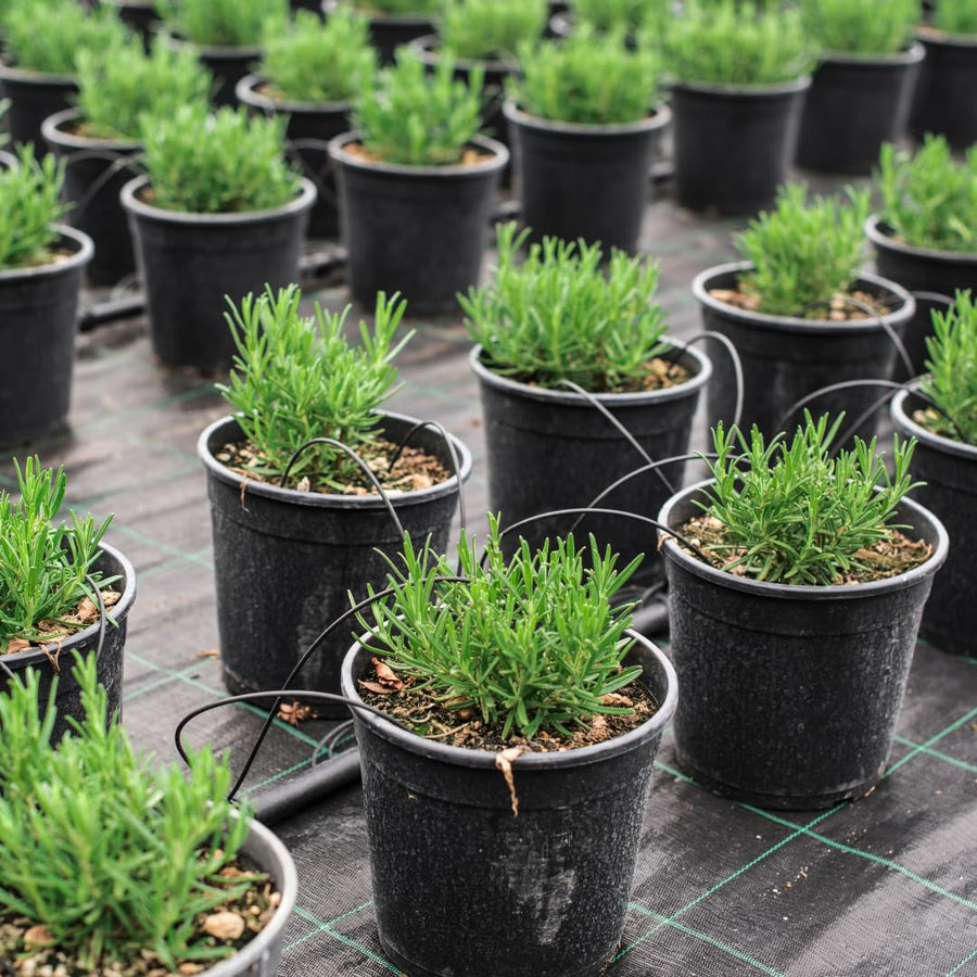 Rosemary Bush Plant Live, 10" Tall in 4" Pot, Fragrant Rosemary Live Plant for Indoors Outdoor Planting, Well-Rooted