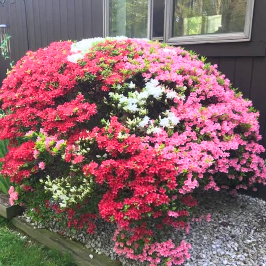 2 Mix Azalea Plants Live, 10 Inches Tall, Hardy Flowering Shrub for Outdoor Planting and Landscaping