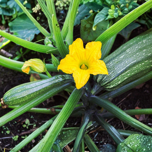 50 Green Zucchini Seeds for Planting, Summer Squash Vegetable Seeds, Garden Seeds for Outdoor Growing