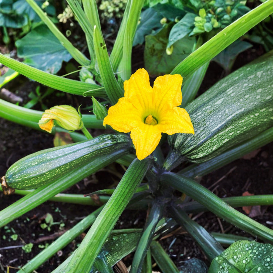 50 Green Zucchini Seeds for Planting, Summer Squash Vegetable Seeds, Garden Seeds for Outdoor Growing