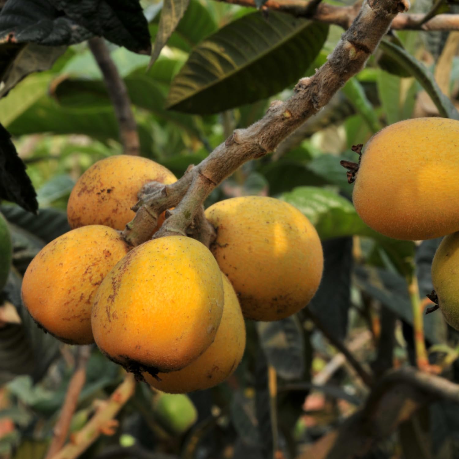 Golden Loquat Live Plant 8-10″ Tall, Tropical Fruit Tree Well Rooted, Outdoor or Container Planting