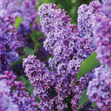 Old Fashion Lilac Bush Live Tree Plant, 1 Year Old Tree for Planting, 6 to 12 Inches in Tall, Hardy Shrub, Dormant in Winter