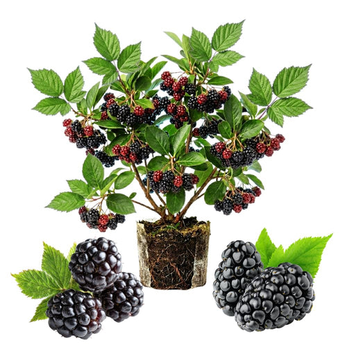Thornless BlackBerry Plants Cuttings, Well Rooted Cutting 4 Inches Tall, Sweet Berries and High Yield for Edible Garden, Ready for Planting