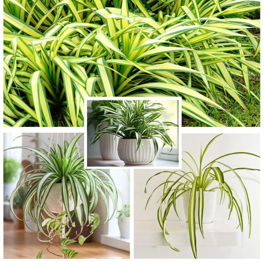 Curly Spider Plant Live, Variegated Spider Plant, 2-4'' Tall, Chlorophytum Comosum, Live Indoor Houseplant for Hanging Basket, Well Rooted, No Pot