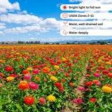 Set 250 Mix Zinnia Seeds for Planting, Heirloom Flower Seeds, Vibrant Zinnia Flowers for Indoor Outdoor Garden