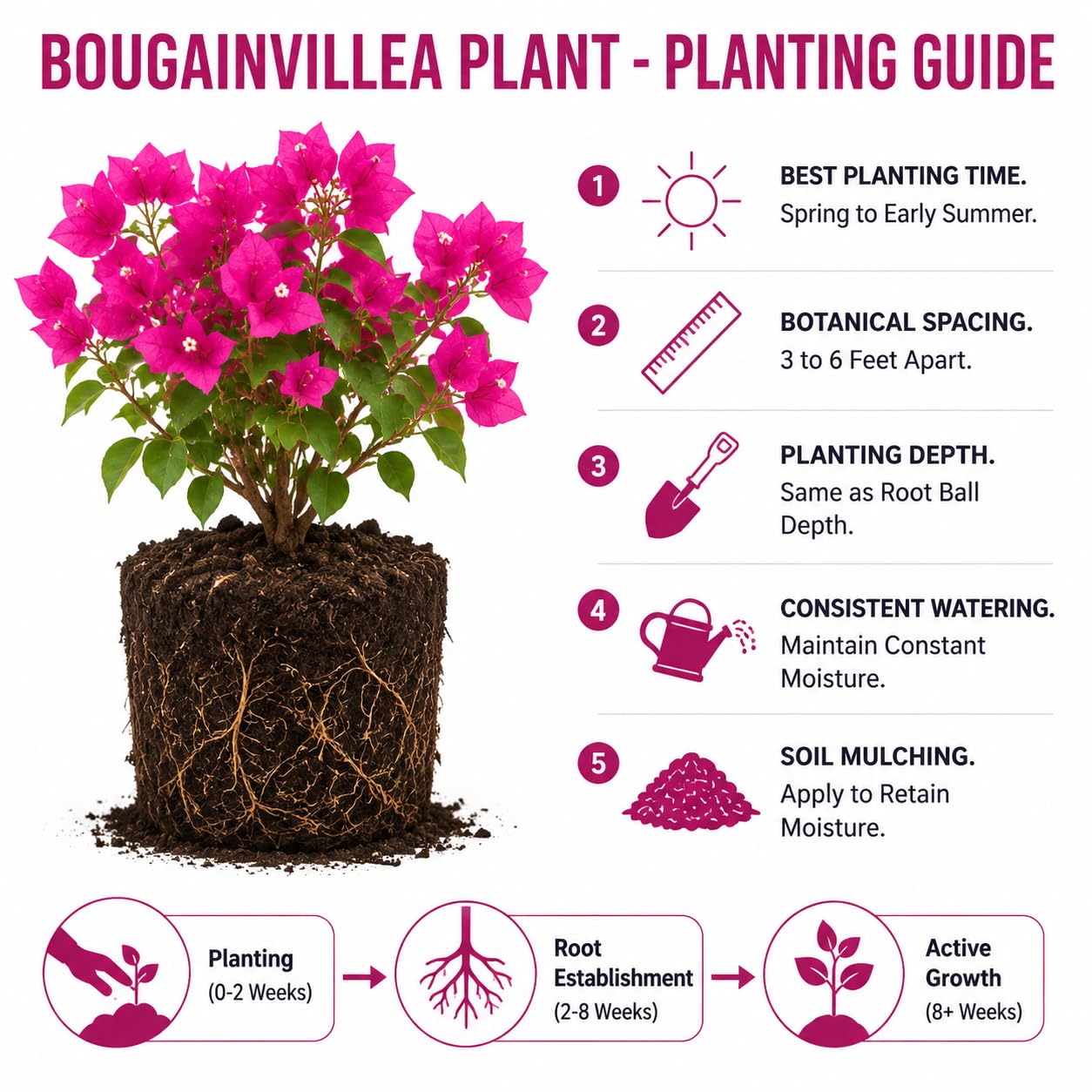 Bougainvillea Live Plant, Bougainvillea Flowering Vine Well Rooted 4-8 Inch Tall - Purple Variegated