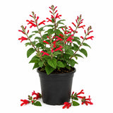 Pineapple Sage Salvia Live Plant in 4 Inch Pot, Bright Red Blooming Salvia Perennial Flower for Outdoor Garden and Containers
