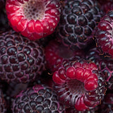 Pack 2 Assorted Raspberry Plants Live, Size 5-9 Inch Tall, Raspberry Trees Live Plants, Sweet Raspberry Bush Shrub