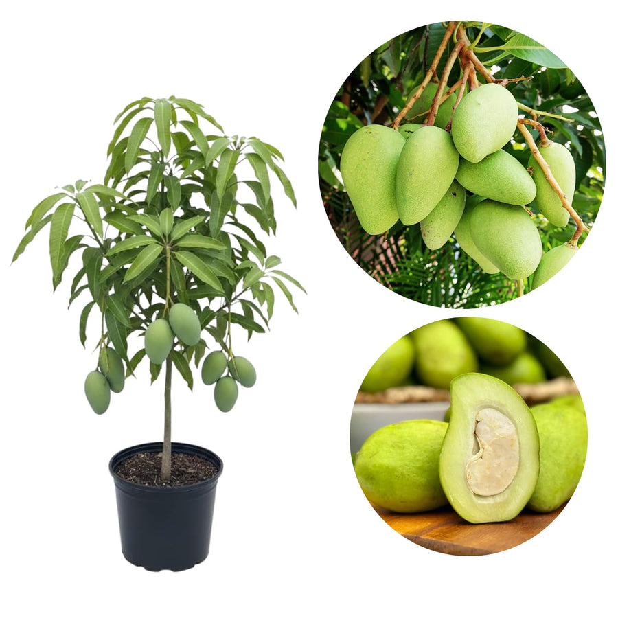Green Sweet Mango Tree, Mango Plant Live Ready to Plant, 1.5-2 Feet Tall, Edible Tropical Fruit Tree, Garden or Containers Planting