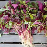 5000 Red Amaranth Seeds for Planting, Tricolor Vegetable Seeds for Garden, Fresh Amaranth Seed for Raised Beds, Containers or Outdoor Growing