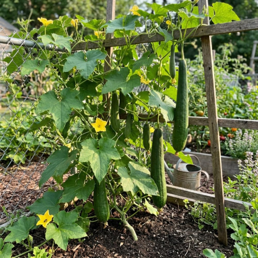 2PPP Luffa Plants Live Plants, Luffa Vegetable Plant 4-8" Tall in 4" Pot, Loofah Plant, Fast Growing Vine Plant, Edible Garden for Growing